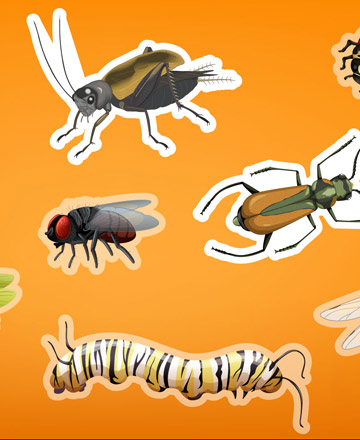 Choose two bugs – interactive eLearning content featured